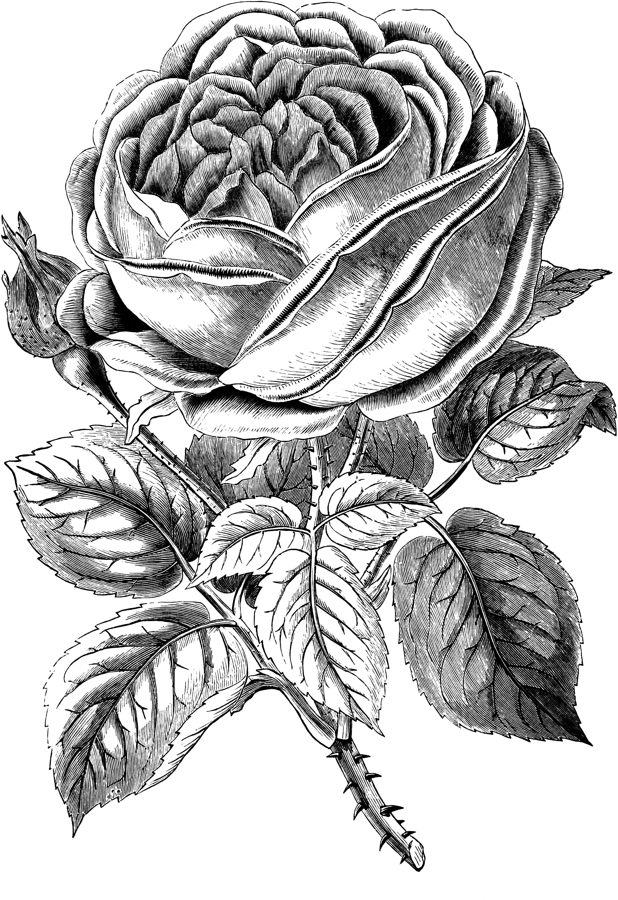 free clip art vintage roses - photo #25