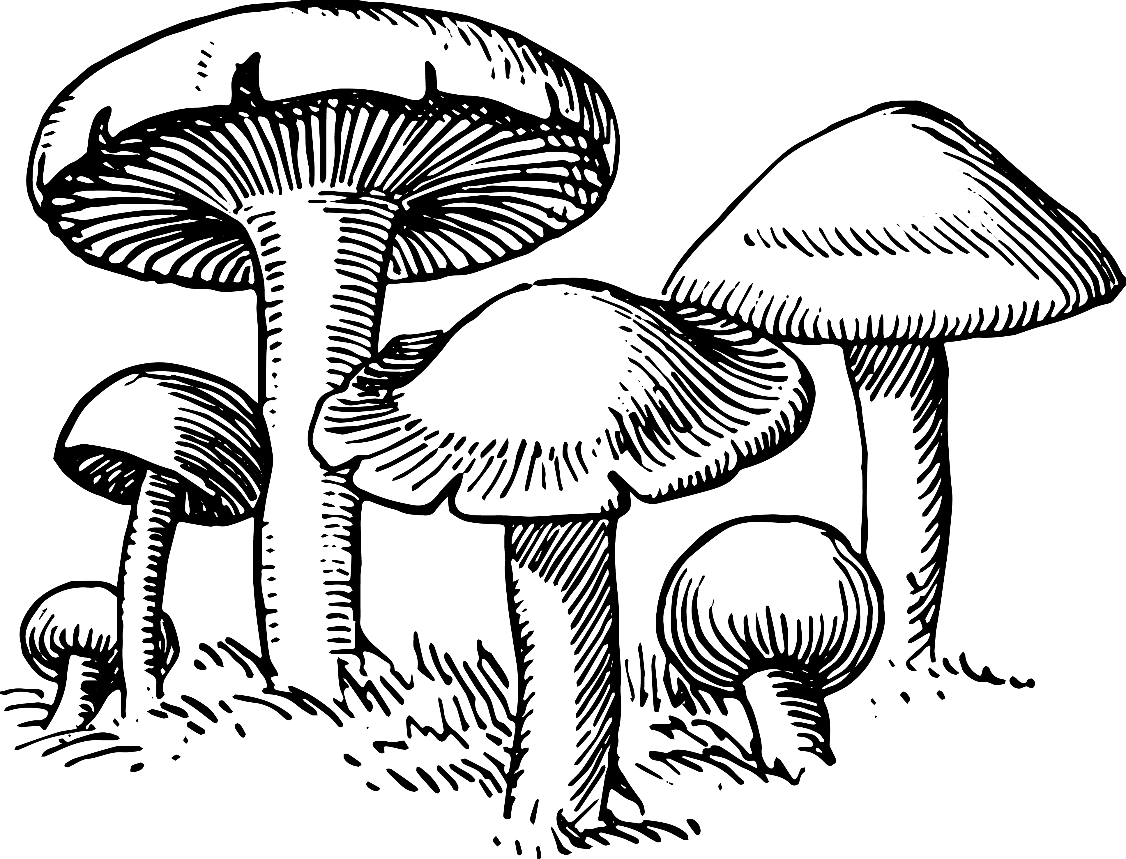 mushroom clipart black and white - photo #25