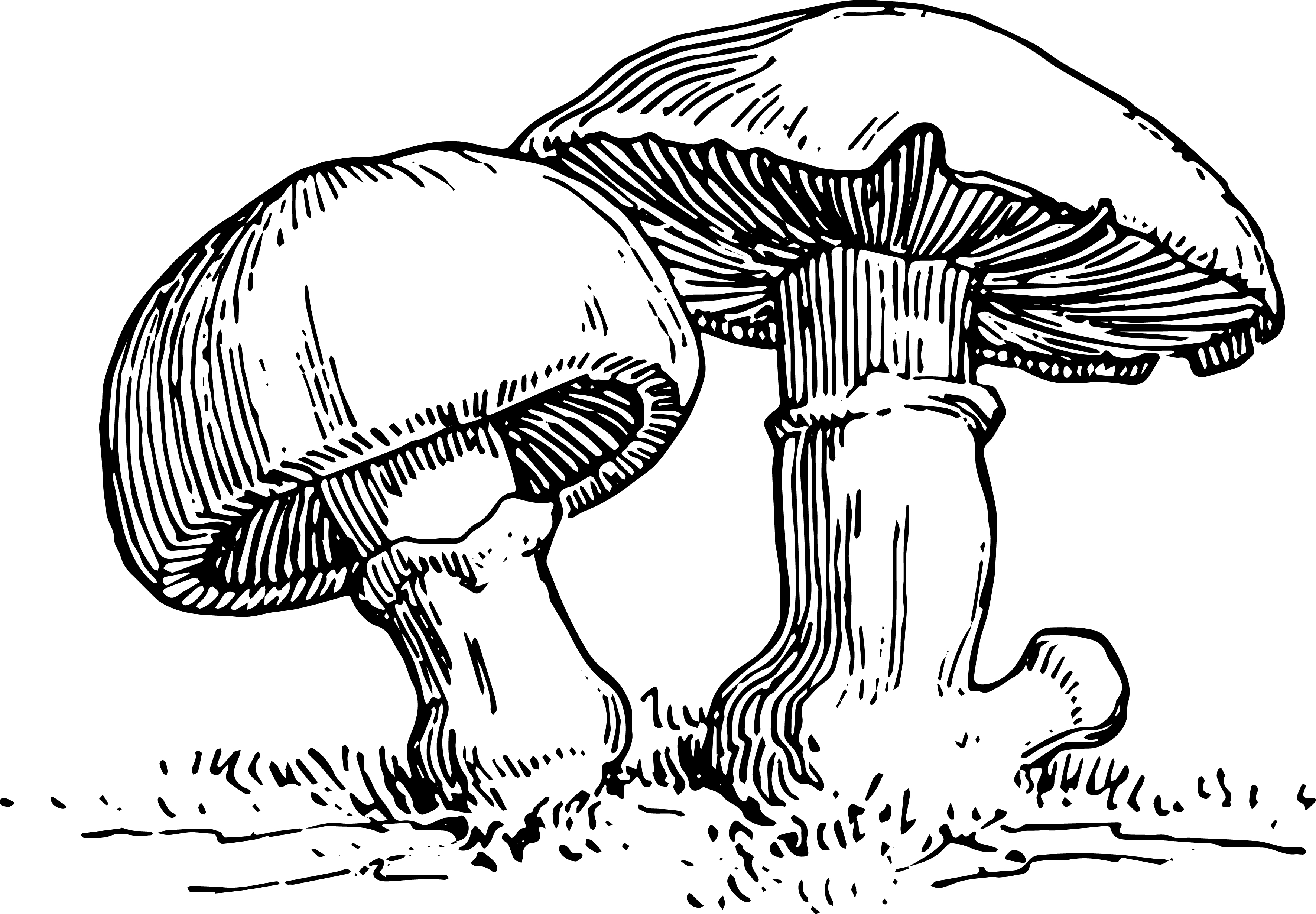 mushroom clipart black and white - photo #26