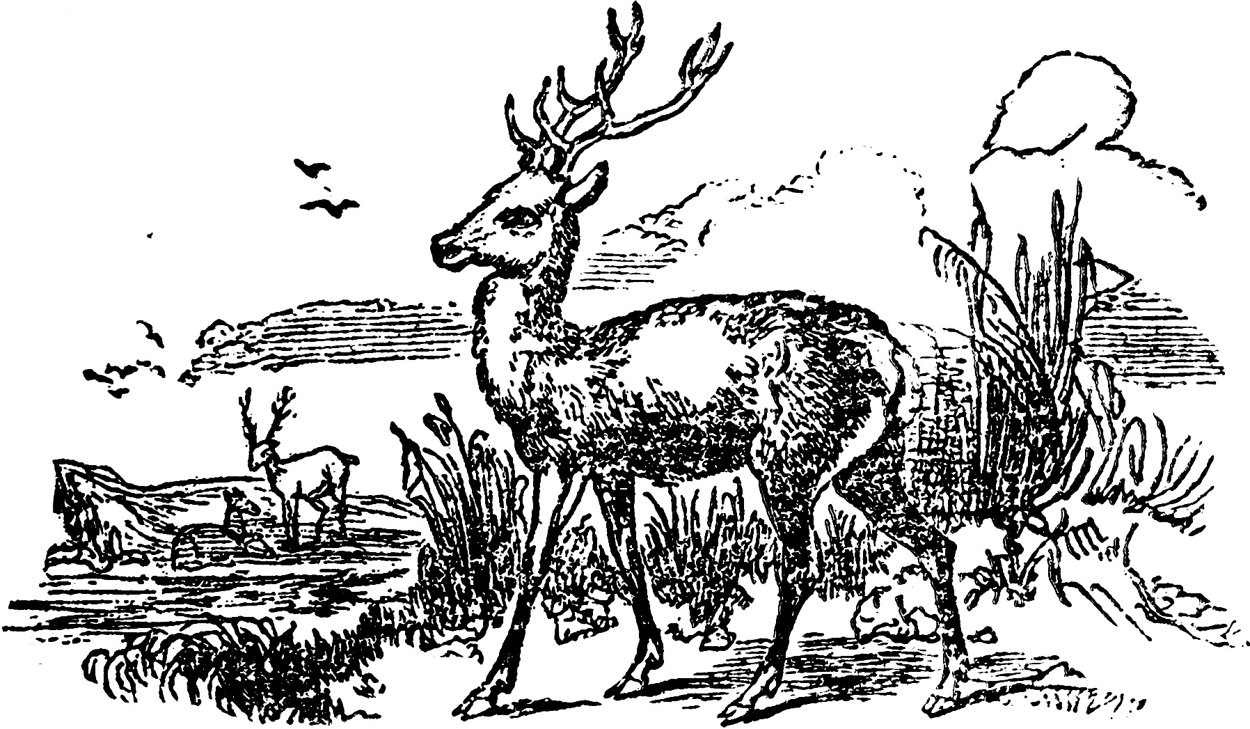 Vintage Deer Illustration Clip Art Image | Oh So Nifty ...
